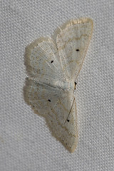 Scopula immutata