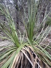 Dasylirion texanum