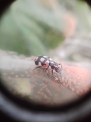 Eriopis connexa
