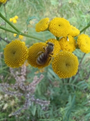 Seladonia