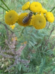 Seladonia