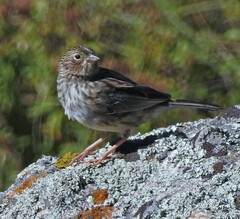 Geospizopsis unicolor