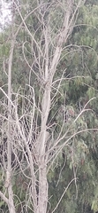Tyrannus melancholicus