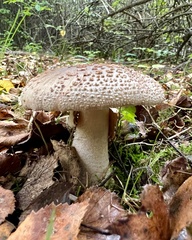 Amanita rubescens