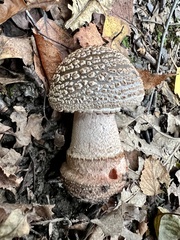 Amanita rubescens