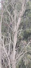 Tyrannus melancholicus