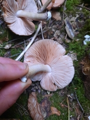 Pluteus
