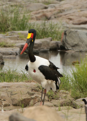 Ephippiorhynchus senegalensis
