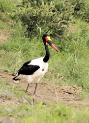 Ephippiorhynchus senegalensis