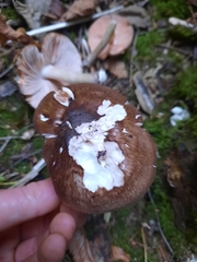 Pluteus