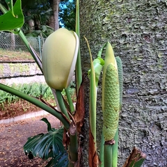 Monstera deliciosa