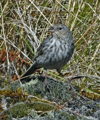 Geospizopsis unicolor