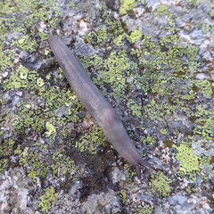 Limax cinereoniger