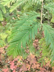 Metasequoia glyptostroboides