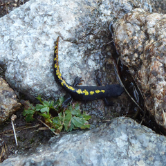 Calotriton asper