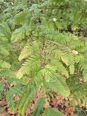 Metasequoia glyptostroboides