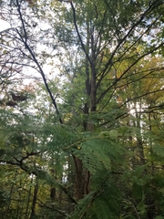Metasequoia glyptostroboides