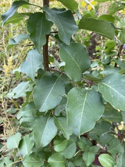 Pyrus calleryana