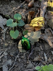 Protaetia speciosissima