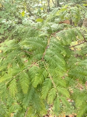Metasequoia glyptostroboides