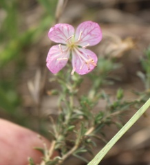 Oenothera canescens