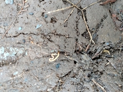 Haplophilus subterraneus