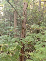 Metasequoia glyptostroboides