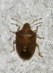 Peribalus strictus vernalis
