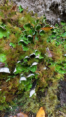 Peltigera aphthosa