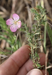 Oenothera canescens