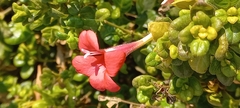 Barleria repens