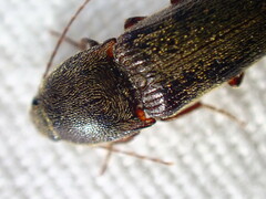 Elateroidea