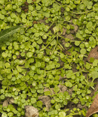 Callitriche muelleri