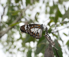 Danaus affinis