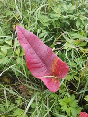 Rumex