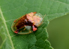 Aspidimorpha sanctaecrucis