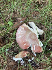 Russula rosacea