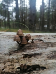 Mycena subgalericulata