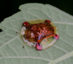 Aspidimorpha sanctaecrucis