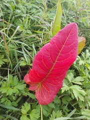 Rumex