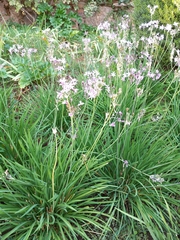 Tulbaghia violacea