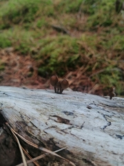 Mycena subgalericulata