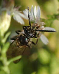 Lasioglossum fuscipenne