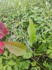 Rumex