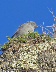 Geospizopsis unicolor