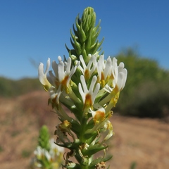 Hebenstretia parviflora