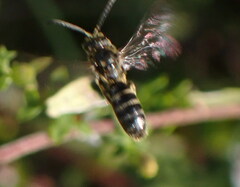 Lasioglossum fuscipenne