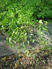 Chenopodium ucrainicum