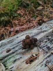 Mycena subgalericulata