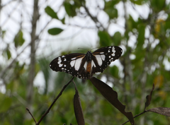 Danaus affinis